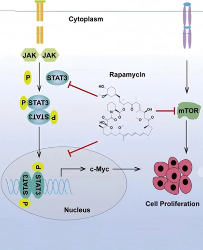 Can Rapamycin Resist Aging?